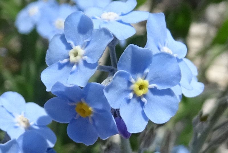 Myosotis alpestris -Boraginaceae